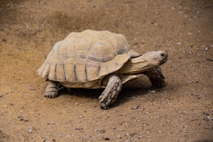 Tortue africaine